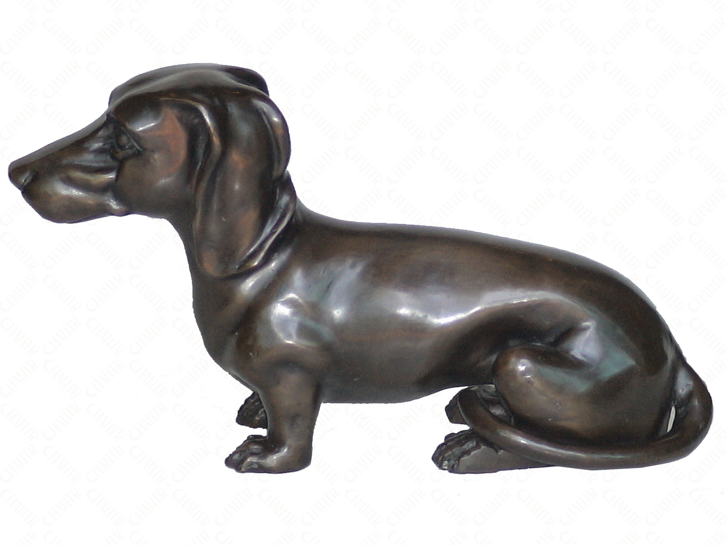 Dachshund