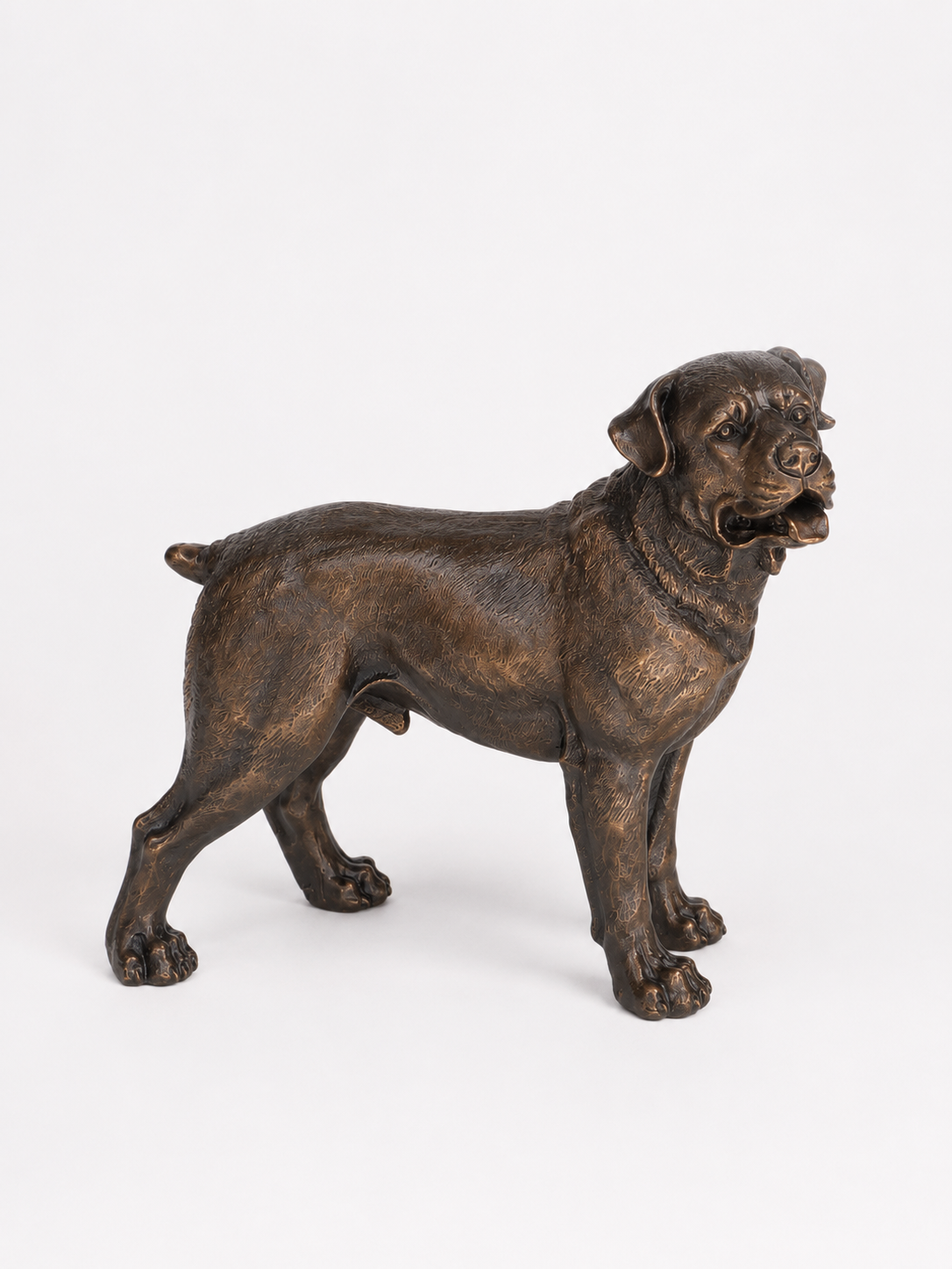 Bronze statue of a standing rottweiler on a white background