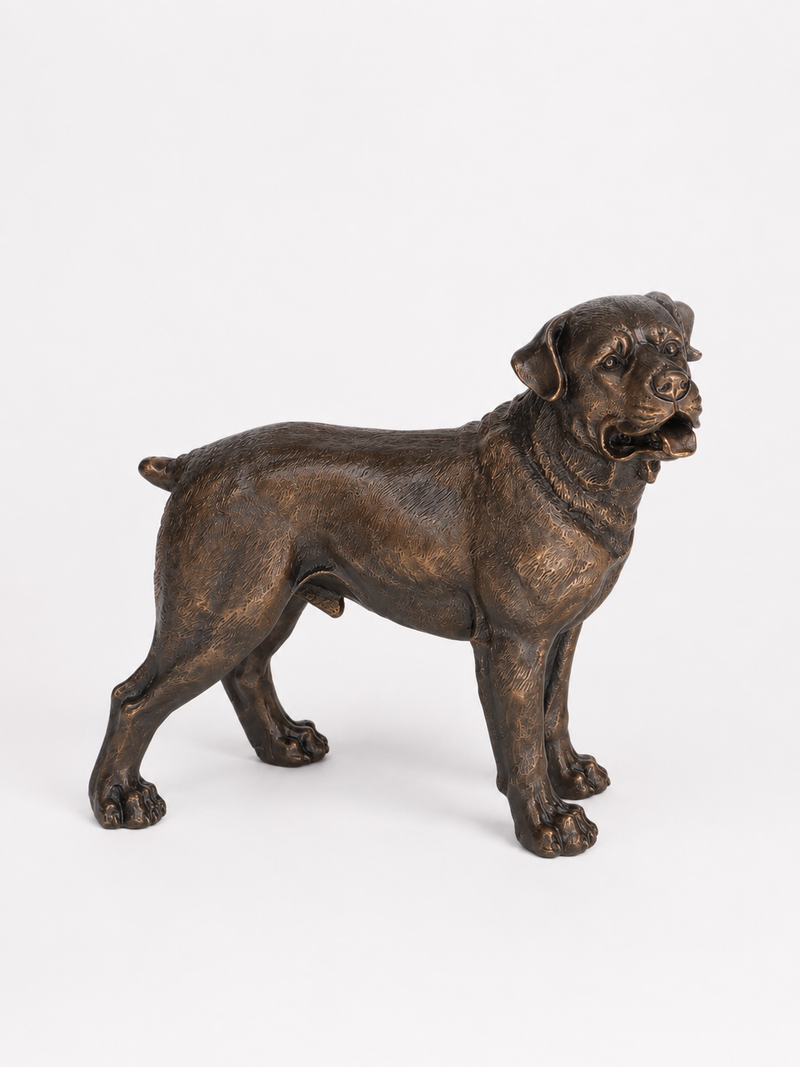 Bronze statue of a standing rottweiler on a white background