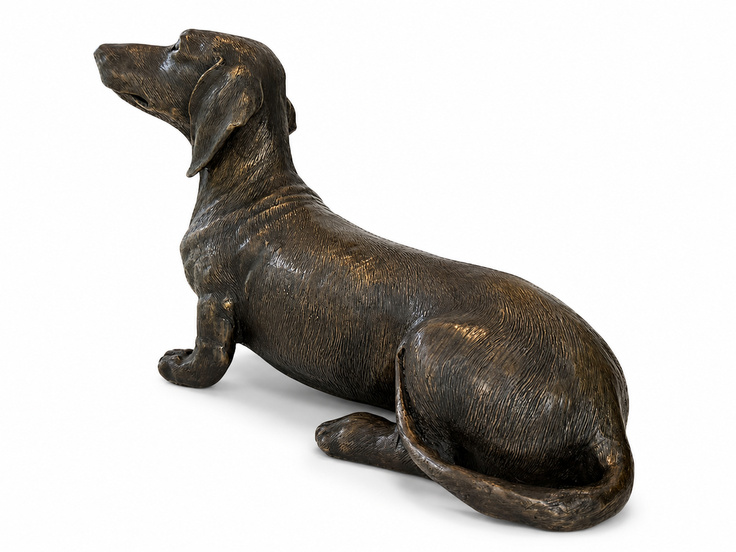 Bronze statue of a dachshund looking up on a white background, back view.
