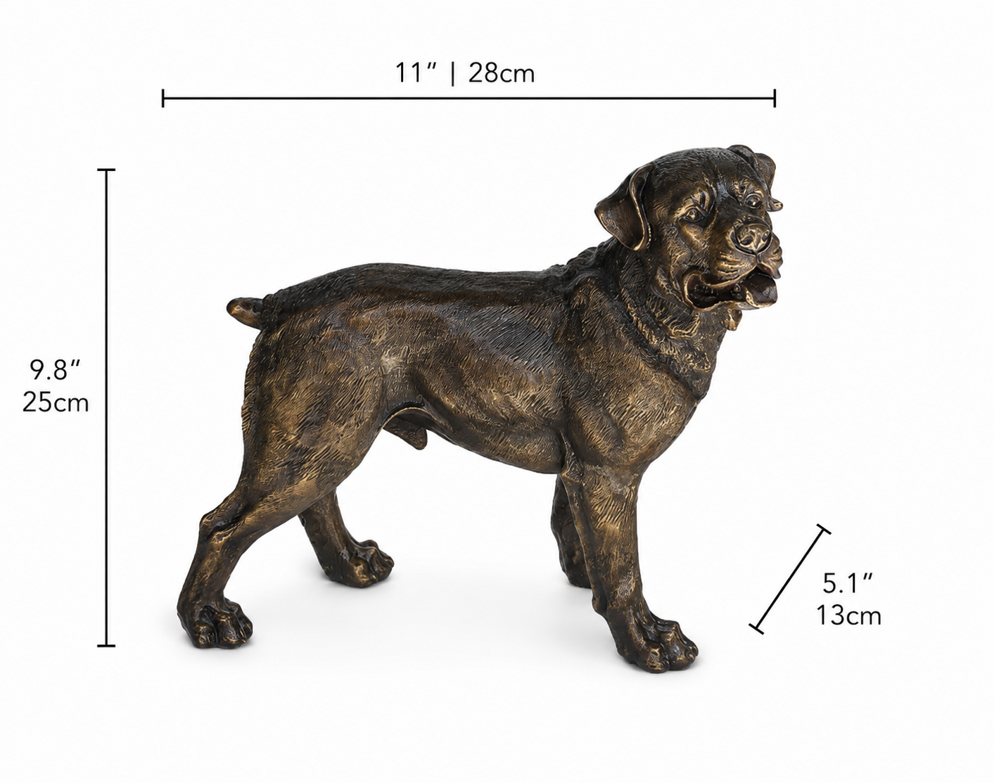 Bronze rottweiler statue with dimensions on a white background. Height 9.8 inches and 25cm, Width 5.1 inches and 13cm and Length 11 inches and 28cm