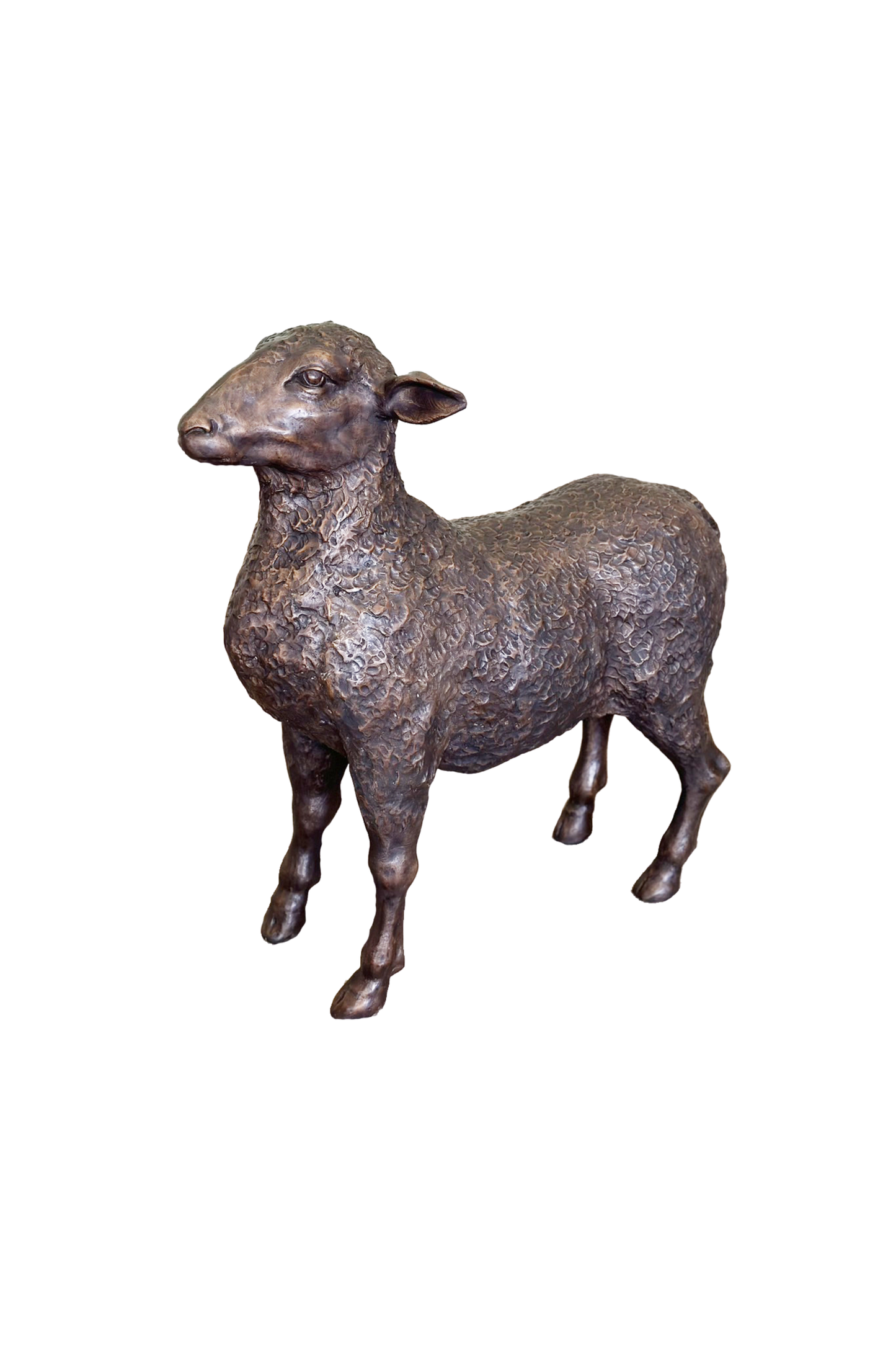 Sheep (D) | Chantr Living